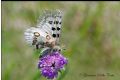 Parnassius apollo